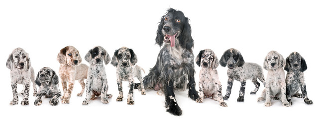 english setter family