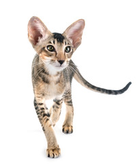 oriental kitten in studio