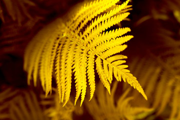 Beautiful background of yellow fern leaves. Top view.