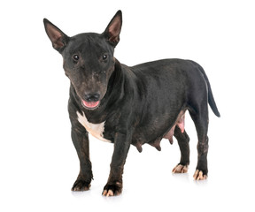miniature bull terrier in studio