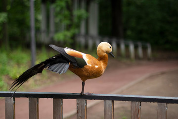 orange duck shelduck stands on the railing and spreads his wings in a green park