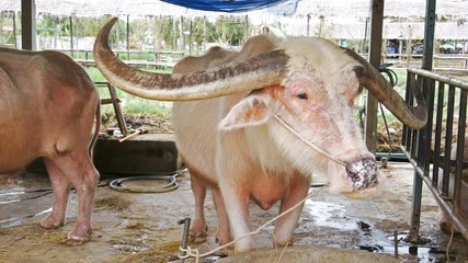 Video 4k of albino water buffalo resting at farm