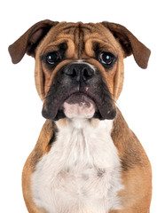 Obraz premium Continental bulldog in studio