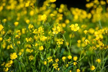 Field of yellow wildflowers