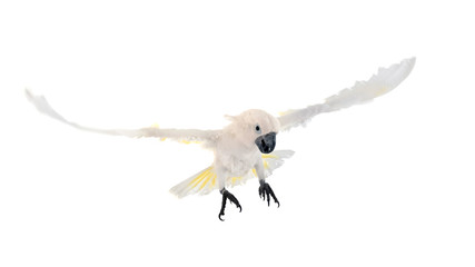 White cockatoo in studio © cynoclub