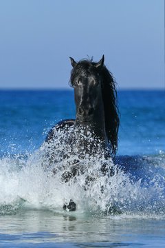 Friese in Welle