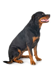 rottweiler in studio