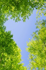 Sky through the forest canopy