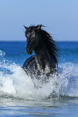 Friese galoppiert im Meer 