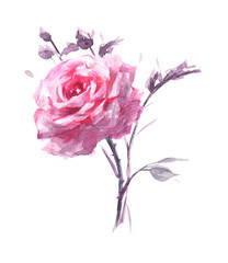 Hand-drawn flower watercolor illustration. Delicate sprig of rose with leaves  isolated on white background. Vintage botanic composition for design, background or print. Romantic