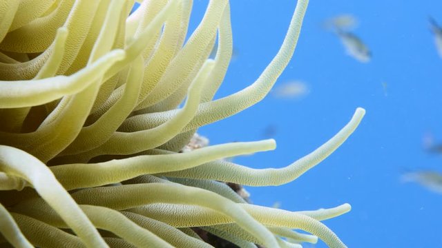 Close up in coral reef of the Caribbean Sea around Curacao with Sea Anemone