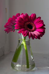 Gerber Daisies in a glass vase on a window sill