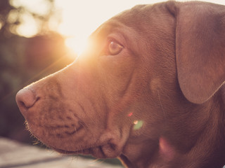Charming puppy of chocolate color on the background of the setting sun on a clear, summer day. Close-up, outdoors. Concept of care, education, obedience training and raising of pets