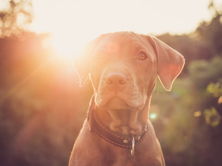 Charming puppy of chocolate color on the background of the setting sun on a clear, summer day. Close-up, outdoors. Concept of care, education, obedience training and raising of pets