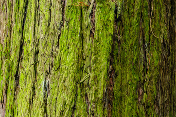 Tree bark background with green lichen