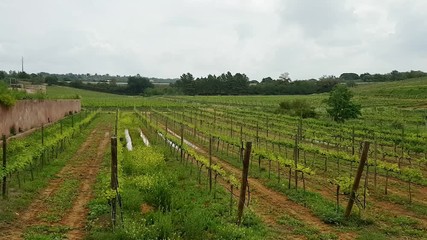 Portuguese vineyards in the southern Algarve region.