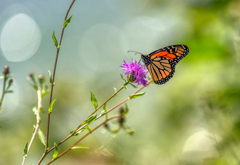 Monarch on Field Thistle