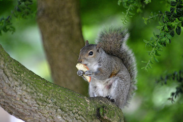 Naklejka na ściany i meble squirrel on tree eating apple