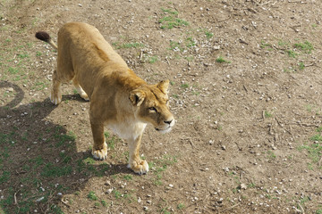 Young beautiful lioness standing on the ground