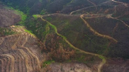 Aerial. Portuguese forest Monchique, after the fires view from the sky.