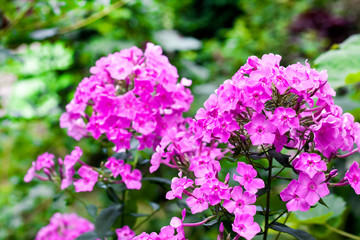 Purple garden Phlox closeup on green garden background