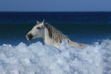 Schimmel beim Schwimmtraining im Meer