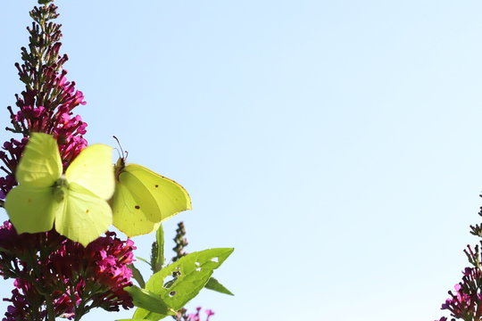 Butterflies On Butterfly Bush