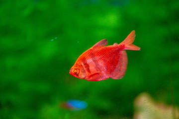 Obraz premium Exotic tropical fish purple Yellowfin surgeonfish