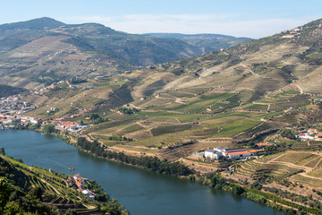 Terraces of grape vines for port wine production line the hillsides of the Douro valley in Portugal