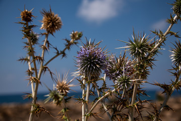 Fototapeta premium Thistle