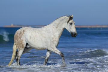Obraz na płótnie Canvas Weißes Pferd spaziert im Meer