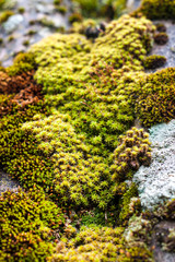 Closeup of old slate roof covered with green moss after the rain