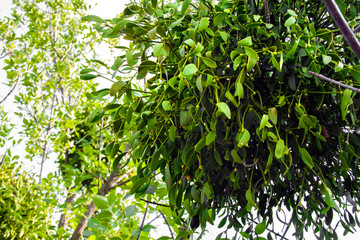 Obraz premium Parasitic European mistletoe or common mistletoe (Viscum album) on a tree