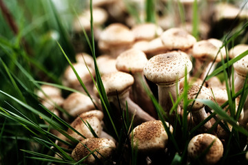 Family of mushrooms mushrooms in the bushes of grass