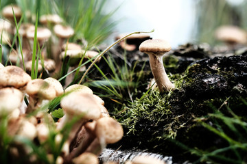 Family of mushrooms mushrooms in the bushes of grass