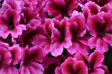 pink chrysanthemum flower