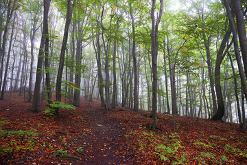 Misty morning in old beech forest