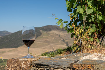 Glass of red wine or port for tasting above the hillsides of the Douro valley in Portugal
