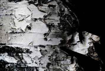 black and white photo of birch bark
