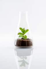 nature under protection in the form of organic breeding in glass