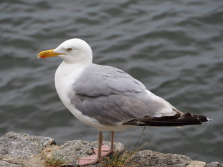Seemöwe