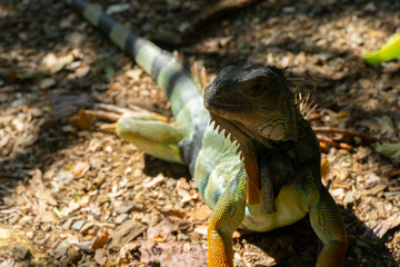 iguana