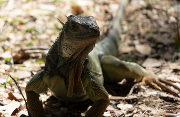 iguana