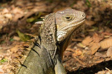 iguana
