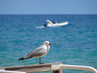 Fototapeta na wymiar seagull perched on a wood on a sandy beach with the sea in the background