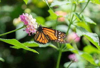 mariposa