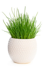 Chives plant in pot isolated on white