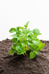 Potato bush without flowers in soil isolated on white