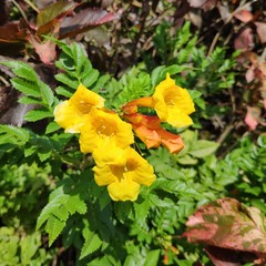 Yellow beatiful flowers with small insect bee near it