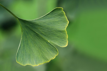 Closeup of green leaves on a Ginko  tree